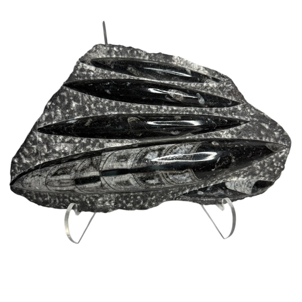 Orthoceras Fossil Sculpture Specimen Plate Plaque Squid Polished 5+ Pound Gem